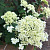 Гортензия древовидная Хейес Старберст (Hayes Starburst)