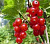 Смородина красная "Ненаглядная"