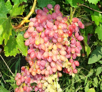 Виноград Кишмиш Находка