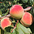 Персик Лойко-1