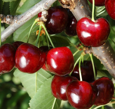 Колонновидная черешня Сабрина 