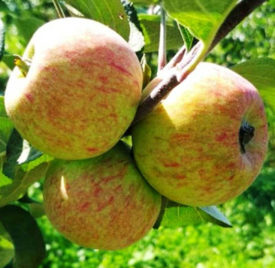 Яблоня Ранетка