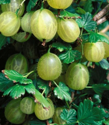 Крыжовник "Инвикта"