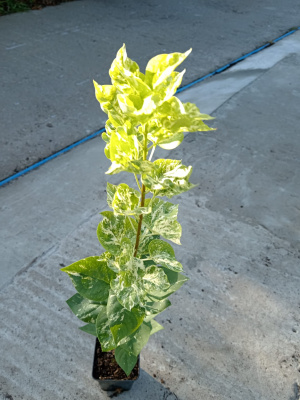 Сирень "Аукубафолия" Сирень "Аукубафолия"