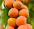 Абрикос колоновидный Санни